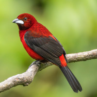Crimson-backed Tanager